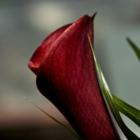 Red Calla