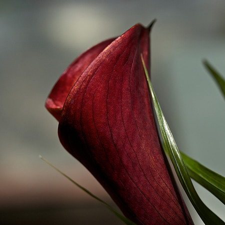 Red Calla
