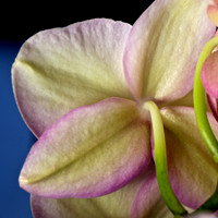 Orchid