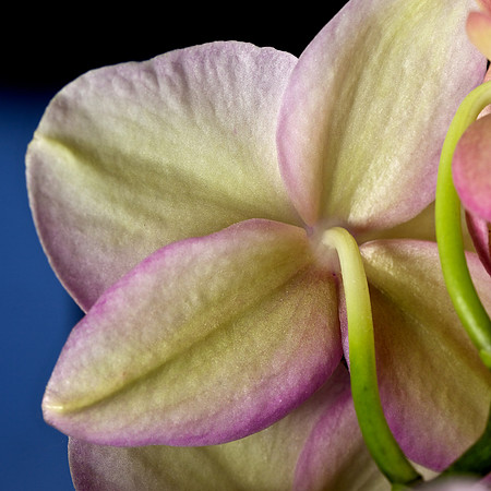 Orchid