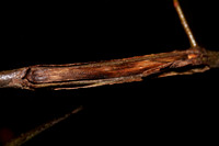 Hickory 12