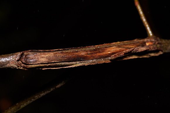 Hickory 12