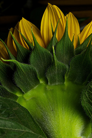 Blue Heron Sunflower