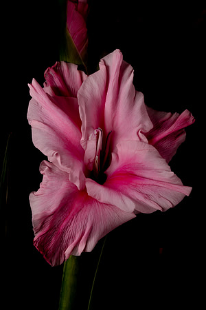 Galidola Blossom