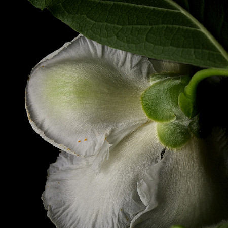 Stewartia pseudocamellia (3)