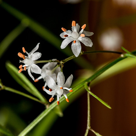 Asparagus Fern