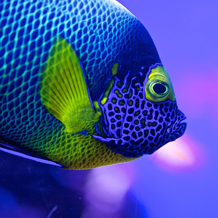 Scripps Aquarium (16)