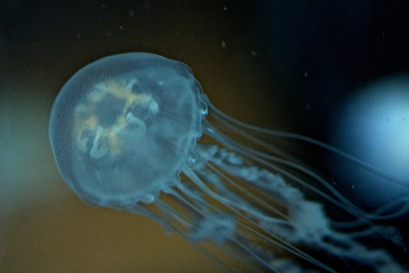 Jelly Fish