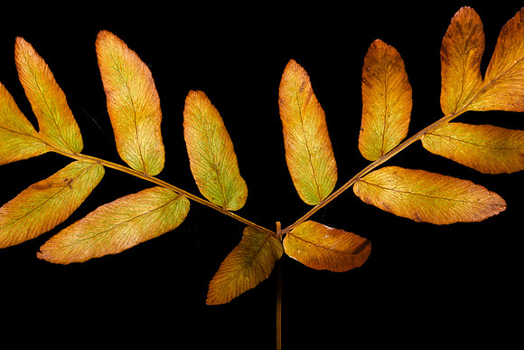 Fall Fern II