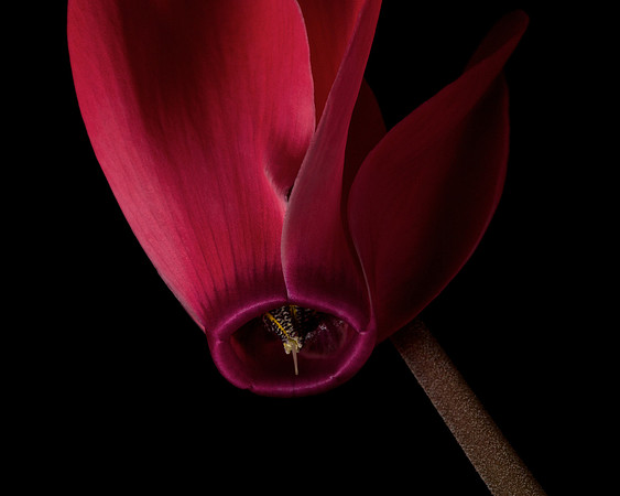 Christmas Eve Flower- Cyclamen I