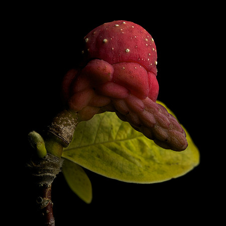 Magnolia Tree Fruit