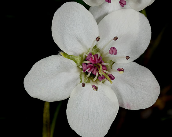 Tree Blossom