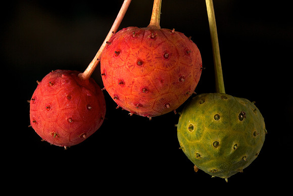 Dogwood Fruit