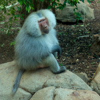 Honolulu Baboon