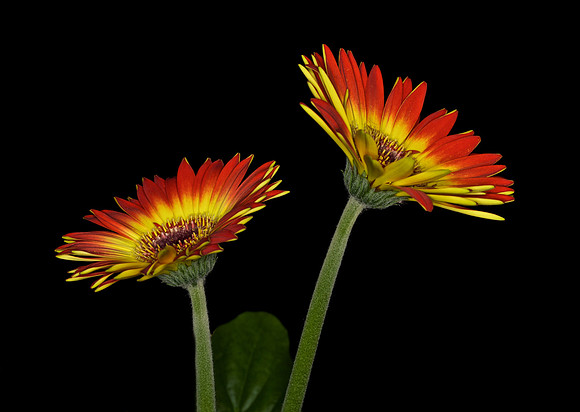 Gerbera