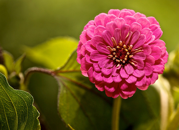 Blue Heron Zinnia