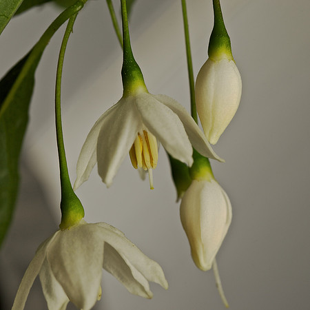 Styrax Flowers