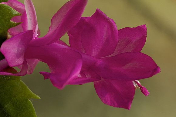 Christmas Cactus