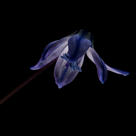 Scilla