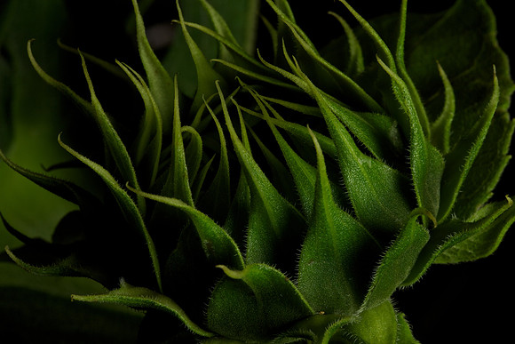 Sunflower Bud
