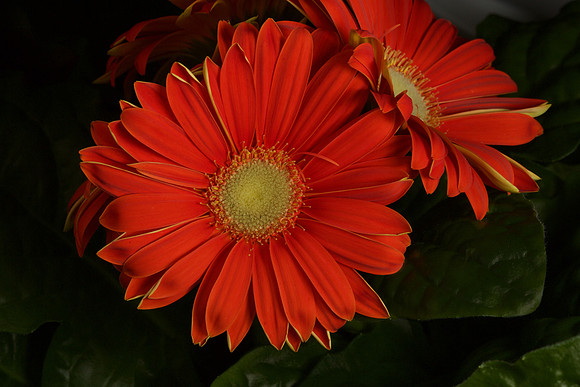 Gerbera