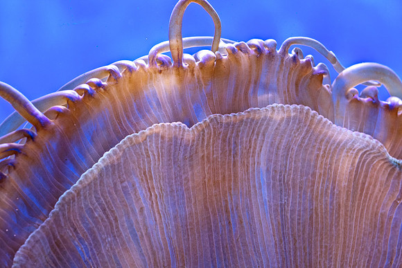 Fore Reef Anemone