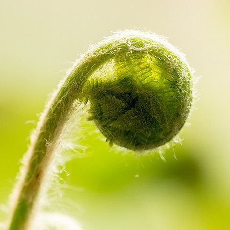 Botanicals-1