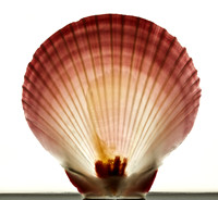 Scallop