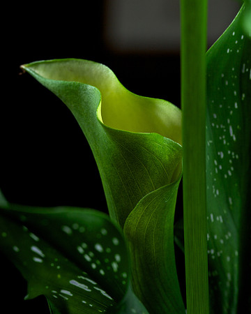 Calla