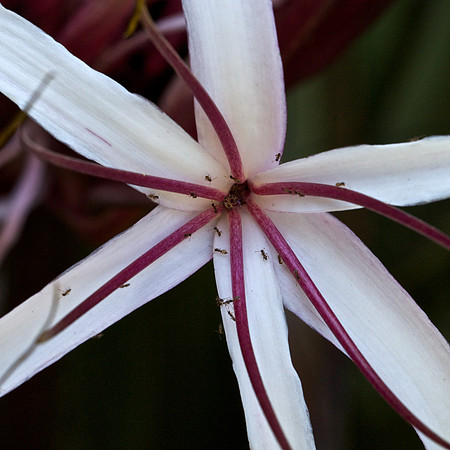Foster Flower