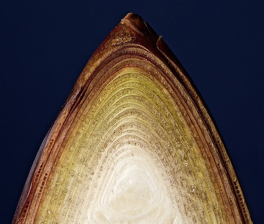 Bisected Banana Flower