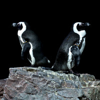 Boston Penguins