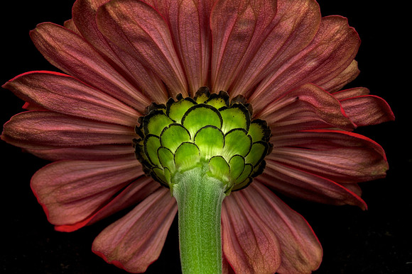 Blue Heron Zinnia (1)