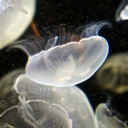 Aurelia Aurita European Moon Jelly (2)