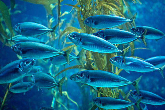 Scripps Aquarium (4)