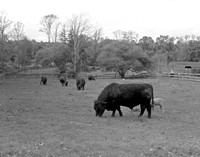 Lincoln Cows