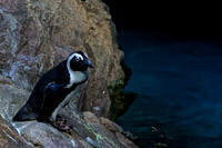 African Penguin