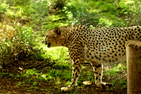 Honolulu Cheetah