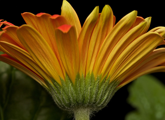 Gerbera (1)
