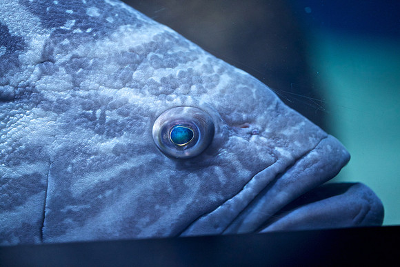 Scripps Aquarium (7)