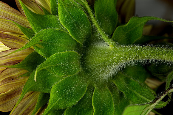 Blue Heron Sunflower (1)
