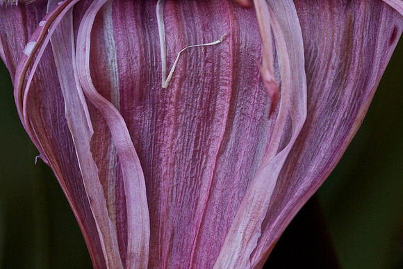 Foster Botanical Plant