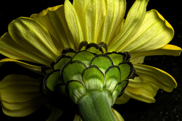 Blue Heron Zinnia