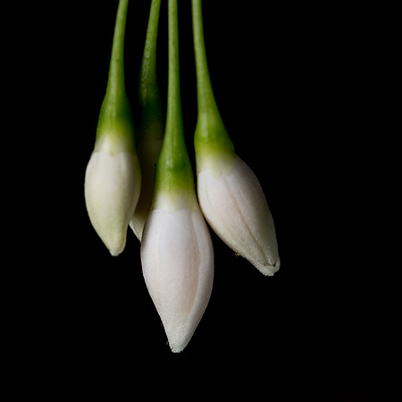 Styrax Buds