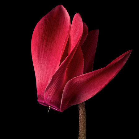Christmas Eve Flower- Cyclamen II