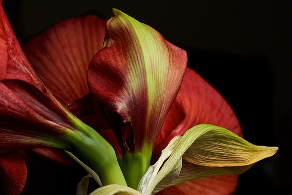 Amaryllis
