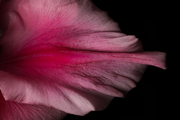 Galidola Petal