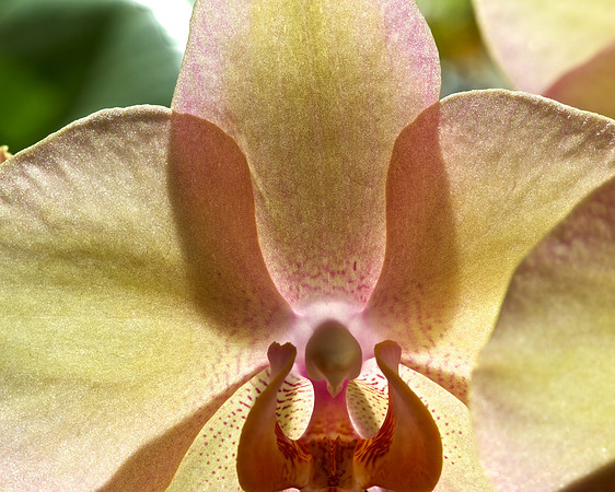 Orchid