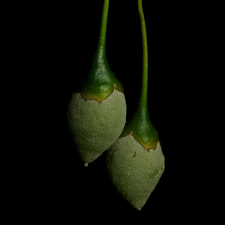 Two Styrax Seeds