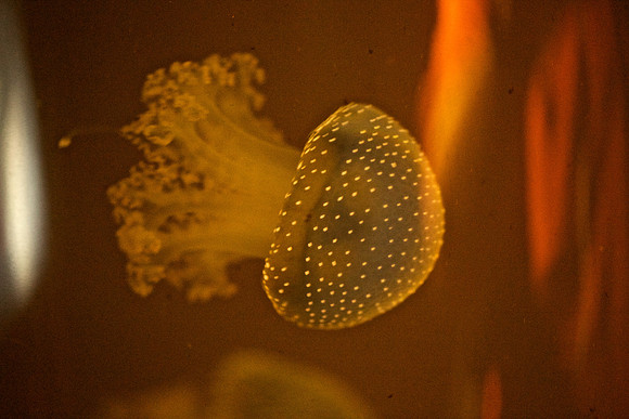 Phyllorhiza punctata Australian Spotted Jelly